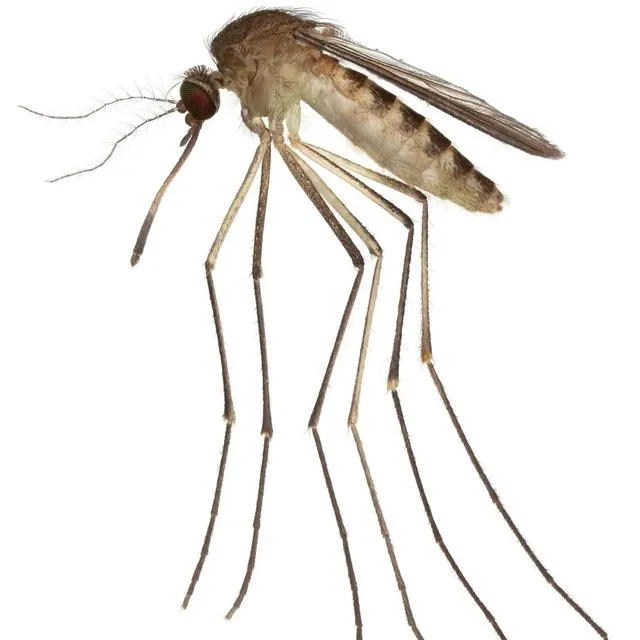 thumbnail for publication: Fact Sheet: West Nile virus